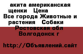акита американская.щенки › Цена ­ 75 000 - Все города Животные и растения » Собаки   . Ростовская обл.,Волгодонск г.
